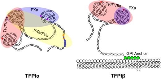Figure 2. TFPI isoform structures. Shown are the amino acid structures of TFPIα and TFPIβ. Each small circle represents an individual amino acid. Small red circles indicate the residues in K1 and K2 which bind the active sites of FVIIa and FXa, respectively; small purple circles, residues in K3 which bind protein S; small blue and orange circles, the conserved basic and hydrophobic residues, respectively, which bind the acidic region of FVa. The domains required for inhibition of TF/FVIIa, FXa, and prothrombinase (FXa/FVa) are indicated by shaded red, blue, and yellow ovals, respectively. TFPIβ is anchored to the membrane through a GPI anchor (green hexagons).