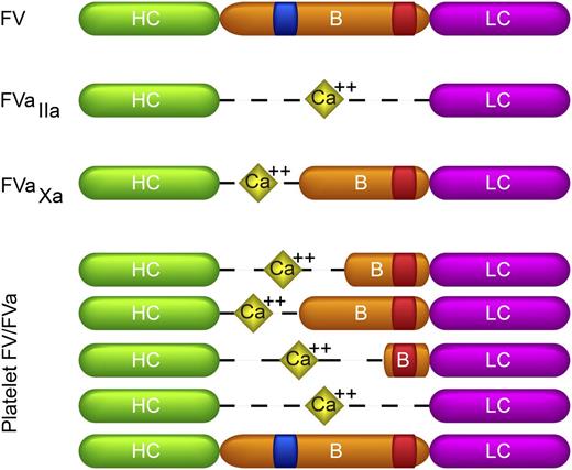Figure 3. Biological forms of FV and FVa with different B-domain fragments. Shown are the domain structures of FV, thrombin-activated FVa (FVaIIa), FXa-activated FVa (FVaXa), and platelet FV/FVa, which is a mixture of multiple FVa species containing B domains of varying lengths, as well as full-length FV. The species shown are intended to indicate the heterogeneity and do not represent all of the platelet FVa species present or their relative abundance. The heavy chain (HC: green), light chain (LC: purple), and B domain (B: orange) are indicated. The heavy and light chains of FVa are linked through a calcium bridge (yellow diamonds). The basic and acidic regions of the B domain are indicated in blue and red, respectively. A form of FVa that contains the B-domain basic region but lacks the acidic region has not been identified.
