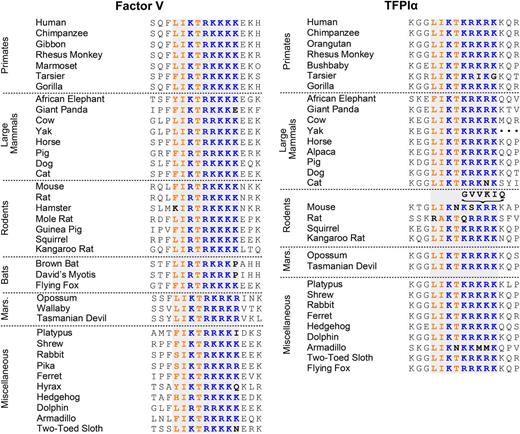 Figure 4. Sequence alignment of the FV and TFPIα basic regions. Shown are residues 995 to 1010 of human FV and 249 to 264 of human TFPIα, along with the corresponding sequences from other mammalian species. The homologous basic region is shaded gray. The conserved basic residues are blue; the conserved hydrophobic residues are orange. Mouse TFPIα contains the indicated 6-residue insertion in the basic region. Sequences were obtained from the NCBI, UniProt, and OMA databases.