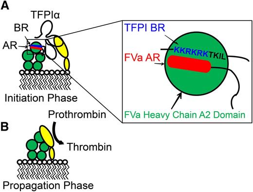 Figure 5. Mechanism of inhibition of prothrombinase by TFPIα. TFPIα inhibits thrombin generation by prothrombinase during the initiation phase of coagulation (A) but not during the propagation phase (B). This inhibition is mediated by the interaction of K2 with the active site of FXa (yellow), as well as the interaction of the TFPIα basic C terminus (blue) with the B-domain acidic region (red), present in FXa-activated FVa and some forms of platelet-released FVa (green). This region is absent in thrombin-activated FVa. Based on the model of Bos and Camire,127 it may be hypothesized that the TFPIα basic region and FVa B-domain acidic region bind to the FVa heavy chain A2 domain (expanded box). Modified from Wood et al5 with permission.