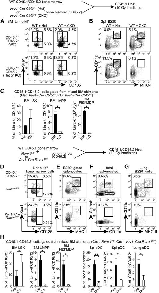 Figure 3. Cell-autonomous requirements for Runx1 and Cbfb in the development of DCs. (A-B) A mixture of CD45.1/2 WT and either Cbfb-CKO or control Het BM cells (CD45.2) were transferred into lethally irradiated CD45.1 recipients, and reconstitution of BM progenitor populations (A) and spleen cDCs (B) was analyzed by flow cytometry. Percentages of HSCs (Sca1+CD135–), LMPPs (Sca1+CD135+), and Flt3+ MDP/CLPs (Sca1lo/–CD135+) in Lin–c-kit+ BM cells, and CD11c+MHC-II+ cDCs in the spleen are shown. Data represent 4 mice with mean and standard deviation shown in panel C. (D-H) BM cells, splenocytes, and lung mononuclear cells from BM chimeras reconstituted with a mixture of CD45.1 WT and either Runx1-CKO or control Cre(–) Runx1F/F BM cells (CD45.2) were analyzed for the presence of DC progenitors and mature DCs. Runx1-CKO or control BM-derived (CD45.1–CD45.2+) HSCs (Sca1+CD135–), LMPPs (Sca1+CD135+), and Flt3+MDP/CLPs (Sca1lo/–CD135+) in Lin–c-kit+ BM cells, CD11c+ MHC-II+ cDCs in B220– cells in the spleen and lung, and CD11c+SiglecH+ pDCs in the spleen are shown. Data shown represent 5 mice and statistical analysis is shown in panel H. *P < .05; **P < .01.