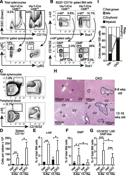 Figure 5. Development of MPD in Cbfb-CKO mice. (A) Splenocytes from 6- to 8-week-old Vav1-iCre+CbfbF/+ (Het) and Vav1-iCre+CbfbF/F (CKO) mice were analyzed for expression of CD11b, Ly6C, and Ly6G. Percentages of CD11b+ cells in total splenocytes and Ly6ChiLy6G– monocytes in CD11b+ splenocytes are shown. (B) B220–CD11b– BM cells from 6- to 8-week-old Vav1-iCre+CbfbF/+ and Vav1-iCre+CbfbF/F mice were analyzed for c-kit, Sca1, and CD16/32 expression. GMP, MPP, and CD16/32+ MPP (bottom panels) percentages in c-kithi cells (top panels) are shown. Statistical analysis from 6 to 9 mice in 6- to 8-week-old and 12- to 16-week-old groups is shown in panels D to G as mean and standard deviation. (C) c-kit and CD16/32 expression in total splenocytes (top) and peripheral blood WBCs (bottom) in 12- to 16-week-old Vav1-iCre+CbfbF/+ (Het, left) and Vav1-iCre+CbfbF/F (CKO, right) mice. Percentages of c-kit+CD16/32+ GMPs are shown with rectangular gates (n = 3, peripheral blood; and n = 6, splenocytes). (H) Hematoxylin and eosin staining of formalin-fixed liver sections from 6- to 8- and 12- to 16-week-old Vav1-iCre+CbfbF/+ (Het) and Vav1-iCre+CbfbF/F (CKO) mice. Clusters of infiltrating cells are surrounded by dotted lines. P, portal triad; CV, central vein. Images are representative of 3 mice for each genotype and age. (I) Clonal lineage potential of BM Lin–c-kit+Sca1+CD135–CD150+ cells from Cbfb-CKO (CKO) and control mice (Het) determined by a single cell culture (n = 2). SSC, side scatter. *P < .05; **P < .01; ***P < .001.