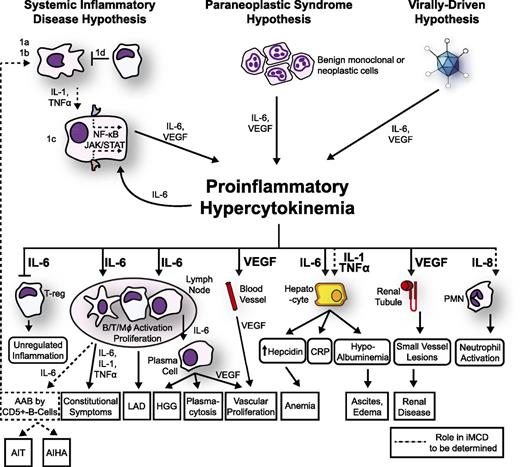 Figure 3. Proposed model of iMCD pathogenesis. Three hypothesized mechanisms may be responsible for iMCD proinflammatory hypercytokinemia. (1) The systemic inflammatory disease hypothesis involves (1a) autoantibodies triggering proinflammatory cytokine release by antigen-presenting cells that induce the hypercytokine-secreting cell to release IL-6; (1b/c) an error in kinase or inhibitory signaling in an antigen presenting cell or other hypercytokine-secreting cell causing IL-6 secretion, or (1d) a defect in the regulation of activated inflammatory cells. Systemic inflammation is perpetuated by positive feedback of IL-6 and possibly further autoantibody stimulation. (2) The paraneoplastic syndrome hypothesis involves a somatic mutation in benign or malignant cells inside or outside of the lymph node that causes constitutive proinflammatory cytokine release. (3) The virally driven hypothesis involves a non-HHV-8 virus (ex: EBV, HHV-6) signaling proinflammatory cytokines. Regardless of the etiology, the proinflammatory hypercytokinemia is the common pathway that results in the subsequent clinical and histopathological features of iMCD. AAB, autoantibodies; AIHA, autoimmune hemolytic anemia; AIT, autoimmune thrombocytopenia; LAD, lymphadenopathy; PMN, polymorphic neutrophil.