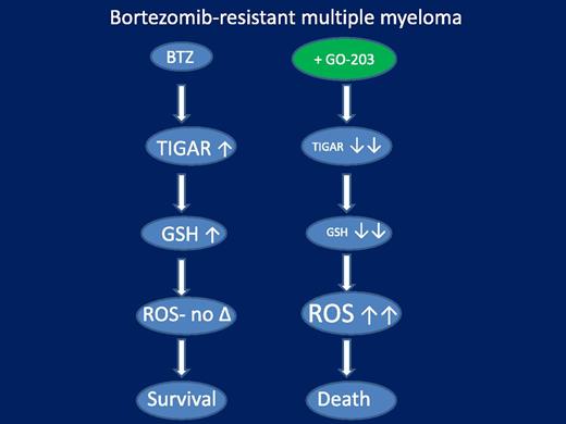 A model of circumvention of bortezomib resistance in bortezomib-resistant multiple myeloma cells by the MUC1 inhibitor GO-203. In this model, resistant cells exhibit an amplified antioxidant response to bortezomib, manifested by upregulation of the glycolytic pathway-regulating protein TIGAR, leading to marked GSH accumulation. The latter sharply reduces the accumulation of toxic ROS species, thereby attenuating cell death. GO-203 effectively blocks TIGAR upregulation and GSH accumulation in bortezomib-treated cells, substantially increasing toxic ROS generation, culminating in the synergistic induction of cells death. Not shown is the induction of ER stress and CHOP upregulation by enhanced oxidative injury in bortezomib-sensitive cells (but not in resistant cells), which may contribute to cell death in the former.