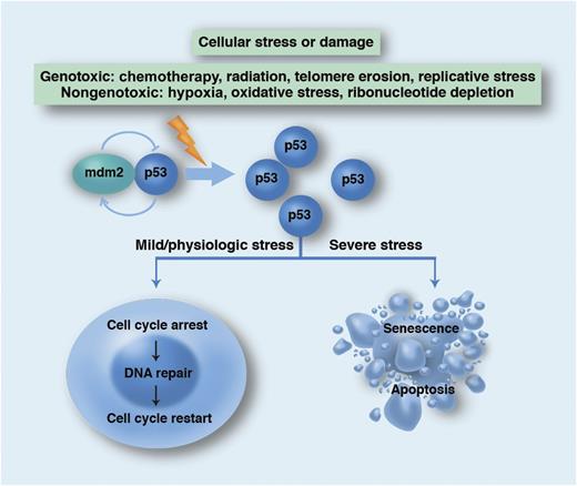 Schema for the physiological role of the p53 network in promoting genetic stability. WT p53 is normally targeted for proteasomal degradation by mdm2 but accumulates in states of cellular stress or damage. p53 transcriptionally regulates numerous target genes (including p21) as well as interacts directly with other proteins to either quarantine the cell for repair or condemn it to die. Professional illustration by Marie Dauenheimer.