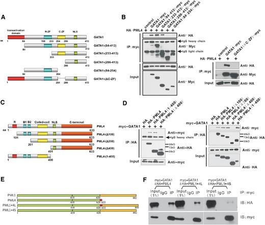 Figure 3. The coiled-coil domain of PML and C-terminal zinc finger of GATA-1 mediate the PML:GATA-1 interaction. (A) Structure of full-length and truncated GATA-1 fragments used in B. GATA-1–expressing plasmids were sequentially truncated to produce the GATA1-(84-413), GATA1-(233-413), GATA1-(286-413), or GATA1-(84-245) or mutated to produce GATA1-(ΔC-ZF) that specifically deleted the C-terminal zinc finger for subsequent analysis of the critical domains for the GATA1:PML4 interaction. (B) Co-IP assay of differentially truncated/mutated GATA-1 fragments and full-length PML4. All GATA-1 truncates/mutates without the C-terminal zinc finger lost the ability to interact with PML4, indicating that the C-terminal zinc finger is essential for interaction with PML4. (C) Structure of full-length and truncated PML4 fragments used in D. PML4-expressing plasmids were sequentially truncated from the N-terminal to produce the PML4-(Δ100), PML4-(Δ200), and PML4-(Δ400) that lost the first 100, 200, and 400 aa or the PML4-(1-400) that deleted the C-terminal domain. (D) Co-IP assay of different PML4 truncates and full-length GATA-1. Deletion of the N-terminal 400 aa, as in PML4-(Δ400), impairs GATA-1–interacting ability of PML4, while truncation of the first 100 or 200 aa, as in PML4-(Δ100) or PML4-(Δ200), shows nonaffected or even increased GATA-1 interaction, indicating that the coiled-coil domain located in the 200 to 400 aa of PML is indispensable for the interaction with GATA-1. (E) The structure of 2 chimeric molecules generated by fusing C-terminal domain of PML1 (621-882 aa) to full-length PML4 (produces the PML1+4L) or to the 1 to 620 aa of PML4 (produces the PML1+4S). (F) Co-IP assay of the interaction between GATA-1 and the chimeric molecules PML1+4L and PML1+4S, showing that C-terminal PML1 partially disrupts the PML4:GATA-1 interaction, whereas the 13 aa at C-terminal PML4 (621-633 aa) is important for maintaining the GATA-1 interaction.