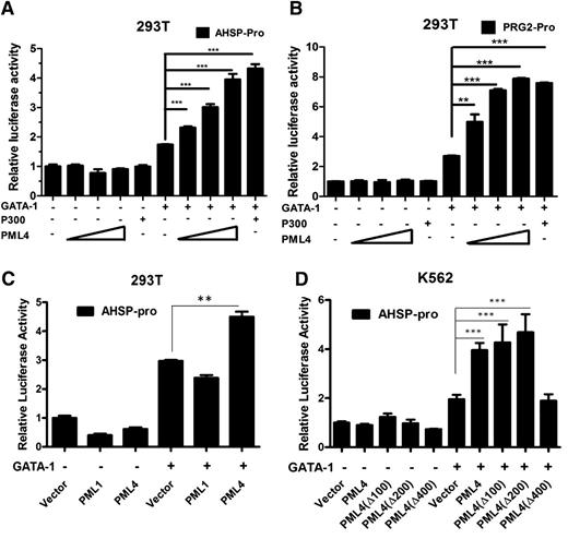 Figure 4. Transcriptional activity of GATA-1 is enhanced by PML4. (A-B) PML4 enhanced GATA-1 transactivity in a luciferase reporter assay. 293T cells were cotransfected with (A) pro-AHSP-pGL3-basic (AHSP-pro) or (B) pro-PRG2- pGL3-basic (PRG2-pro) and pRL-TK in the presence or absence of GATA-1 and increased gradient of PML4 expression vectors. Transfected cells were cultured for 24 hours and lysed for measurement of luciferase activities. p300 was used as the positive control in the reporter assays. (C) PML1 did not increase GATA-1 transactivity as PML4 did. 293T cells were transfected with AHSP-pro, pRL-TK, PML1, or PML4 with or without GATA-1 as indicated. (D) Influence of truncated PML4 fragments on transactivation ability of GATA-1. The Δ400 PML mutant that cannot interact with GATA-1 also shows loss of cooperation with GATA-1. All data are representative of 3 independent experiments. Error bars represent standard error of the mean.