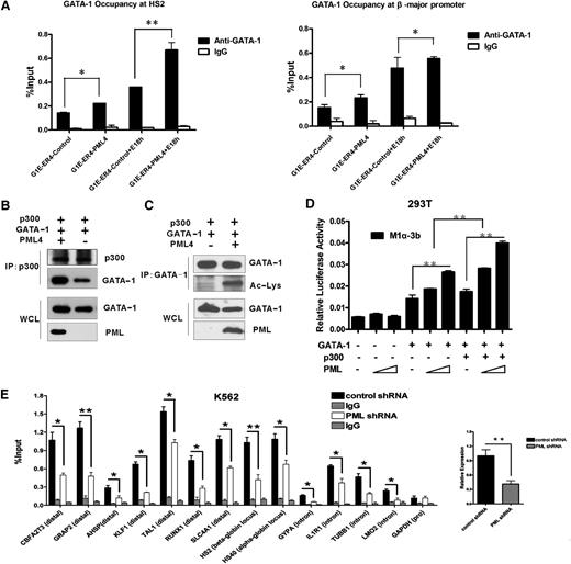 Figure 5. PML4 stimulates cooperation of GATA-1 and p300. (A) PML4 increased in vivo DNA binding ability of GATA-1. ChIP analysis was performed to detect GATA-1 occupancy at HS2 and β-major promoter in G1E-ER4 cells expressing PML4 and vector control before and after 18-hour β-estradiol induction for GATA-1 activity recovery (*P < .05, **P < .01). (B-C) 293T cells were transfected with p300 and GATA-1 expression vectors in the presence or absence of PML4 expression vector. Cell lysates were prepared and immunoprecipitated by anti-p300 (B) or anti–GATA-1 (C), followed by immunoblotting with indicated antibodies. (D) PML4 enhanced cooperation of GATA-1 and p300. 293T cells were cotransfected with indicated reporter constructs and pRL-TK in the presence or absence of expression vectors for GATA-1, PML4, and p300. Transfected cells were cultured for 24 hours and lysed for measurement of luciferase activities. Data are representative of 3 independent experiments. Error bars represent standard error of the mean. (E) Occupancy of p300 at GATA-1 binding sites in PML knockdown and control K562 cells. GATA-1 binding sites at distal regions or within intron sequences of GATA-1 target genes (as indicated) were detected. glyceraldehyde 3-phosphaate dehydrogenase–promoter region was used as negative control. Right panel shows the efficiency of PML interference. Primer sequences are available on request.