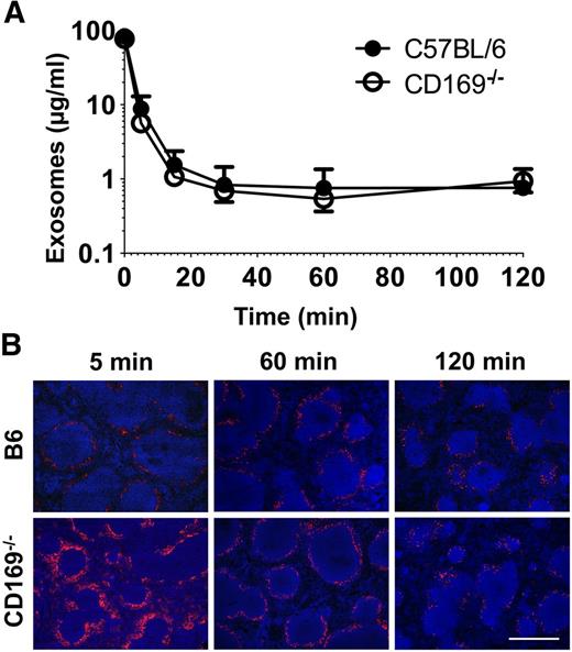 Figure 3. Exosome clearance and distribution in vivo. (A) C57BL/6 or CD169−/− mice were anesthetized and then IV injected with 100 µg Exo-bio (purified by ultracentrifugation). Mice were tail bled at the indicated time points. MHC-II+ exosome concentration was analyzed by enzyme-linked immunosorbent assay from plasma samples; Exo-bio spiked plasma was used as a standard. Closed circles, C57BL/6 mice; open circles, CD169−/− mice. (B) C57BL/6 or CD169−/− mice were IV injected with 100 µg Exo-bio. Mice were killed at the indicated time points, and spleens were harvested. Exo-bio was detected with streptavidin-Alexa-594 and nuclei counterstained with DAPI. (B) Original magnification, ×100. Bar represents 500 µm. Results representative of (A,B) 6 mice (120 minutes) and (B) 3 to 6 mice (5 and 60 minutes).