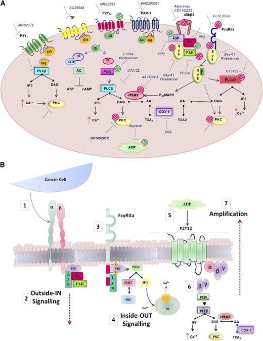 Figure 7. Model depicting the molecular mediators of TCIPA/S induced by metastatic prostate cancer cells (PC3M). (A) The model shown depicts the activation pathway of key signaling molecules investigated in the present study. Pharmacologic inhibitors used to target receptors and signaling molecules in platelets are shown. The effects of these inhibitors are summarized by green symbols, which indicate inhibition of platelet aggregation only, or red symbols which indicate inhibition of both secretion and aggregation. (B) Hypothesized integrin αIIbβ3-FcγRIIa-P2Y12 cross-talk following platelet exposure to PC3M cells. (1) Upon αIIbβ3 engagement an (2) “outside-in ” signal transduction is transmitted possibly triggering the (3-4) activation of an “inside-out” FcγRIIa-deriving downstream signaling with consequent release (5) of secondary mediators, such as ADP. ADP engagement of its cognate receptor P2Y12 would result in the amplification of the response (6-7) converging in an augmented platelet aggregation.