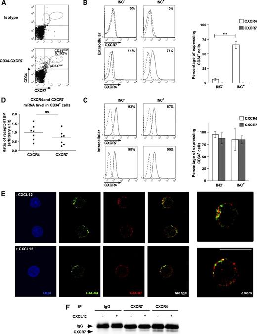 Figure 1. CXCR7 is mainly expressed in intracellular compartments and is partly co-localized with CXCR4 in PB CD34+ cells. (A) The CXCR7 protein expression level in Lin– immunomagnetically selected cells was analyzed on a FACScalibur flow cytometer after labeling with specific antibodies. Results are representative of 1 experiment of the 3 we performed. (B-C) PB CD34+ cells were purified immediately after density gradient separation (Inc–) or after incubation on a plastic support (Inc+). The CXCR4 and CXCR7 extracellular and intracellular expression were analyzed on a FACScalibur flow cytometer after labeling with specific antibodies. Results are representative of 1 experiment of the 3 to 6 performed. Histograms show the percentage of CXCR4- and CXCR7-expressing CD34+ cells and are expressed as mean ± SD. ***Significance between experimental conditions (P ≤ .001). (D) The CXCR4 and CXCR7 mRNA expression levels in freshly purified PB CD34+ cells (Inc–) were analyzed by quantitative RT polymerase chain reaction. The expression levels of each receptor are normalized on the TBP housekeeping gene by a relative quantification. ns, no significance between both receptors. Results are representative of 1 experiment of the 7 performed. (E) PB CD34+ cells were incubated for 45 minutes in a serum- and cytokine-free medium in the presence or absence of CXCL12 (0.5 ng/mL). The CXCR4 and CXCR7 protein expression of cells were analyzed by a TC5 SP5 confocal microscope (Leica, Wetzlar, Germany) after being labeled with specific antibodies. The scale bar represents 10 µm. (F) KG1 cells (4.107) were incubated with or without CXCL12 (0.5 ng/mL) for 5 minutes, lysed, immunoprecipated with anti-CXCR4 or anti-CXCR7 antibodies, and immunoblotted with anti-CXCR7 antibody.