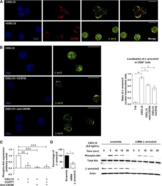 Figure 6. CXCR7 and CXCR4 mediate the CXCL12-induced Akt phosphorylation in PB CD34+ cells through β-arrestins. (A) PB CD34+ cells were incubated or not in serum- and cytokine-free medium supplemented with CXCL12 (0.5 ng/mL) for 45 minutes. β-arrestin2 and CXCR7 localization were analyzed using a TC5 SP5 confocal microscope (Leica, Wetzlar, Germany) after labeling with specific antibodies. The scale bar represents 10 µm. (B) PB CD34+ cells were incubated in serum- and cytokine-free medium supplemented with CXCL12 (0.5 ng/mL) and blocking anti-CXCR4 antibody or CXCR7 inhibitor (CCX733) for 45 minutes. The translocation of β-arrestin2 to the nucleus was analyzed with a TC5 SP5 confocal microscope (Leica) after labeling with specific antibody. Histograms show the ratio of β-arrestin2 nuclear translocated cells. Asterisks indicate significance between conditions (*P ≤ .05, **P ≤ .01). The scale bar represents 10 µm. (C) PB CD34+ cells were stimulated 15 minutes in a serum- and cytokine-free StemαA medium in the presence or absence of CXCL12 (0.5 ng/mL), CCX704, or CCX771 compounds, blocking anti-CXCR4 antibody, or isotype control IgG. After phospho-Akt-Ser473 labeling, the percentages of expressing cells were determined by flow cytometry by comparison with the isotype control profile. The histogram shows the percentage of phospho-Akt–expressing cells as mean ± SD (n = 3 to 4). Deltas indicate significance between conditions (ΔΔP ≤ .01, ΔΔΔP ≤ .001). (D) Scramble or β-arrestin2 siRNA–transfected CD34+ cells were incubated with CXCL12 (0.5 ng/mL) for 5, 10, 15, and 30 minutes. Western blot analysis was then done and the membrane was immunoblotted with specific antibodies against pAkt, total Akt, actin, and β-arrestin2. The histogram shows the percentage of β-arrestin2–expressing CD34+ cells after scramble or β-arrestin2 siRNA transfection. The asterisk indicates significance between conditions (*P ≤ .05).