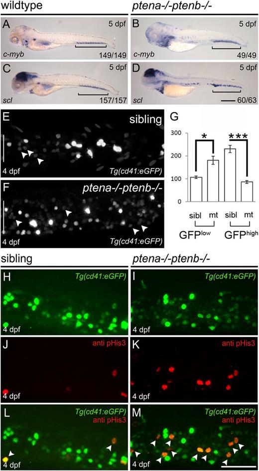 Figure 1. Enhanced proliferation of HSPCs in the CHT of Pten mutants. C-myb (A-B) and scl expression (C-D) were examined by in situ hybridization at 5 dpf in wild-type and Pten mutant (ptena−/−ptenb−/−) embryos as indicated. Representative embryos are depicted with anterior to the left. Brackets indicate the CHT; scale bar (200 µm) in panel D is representative for panels A-D. (E-G) The CHTs of sibling and Pten mutant embryos in the Tg(cd41:eGFP) background were imaged by confocal microscopy with a ×40 objective. Maximum projections of z-planes (step size, 2 µm) are shown (E-F). The number of HSPCs (GFPlow) (indicated by arrowheads) and thrombocytes (GFPhigh) were counted in the entire CHT (height of CHT is depicted by a white bar in panels E and F) at 4 dpf using Volocity (siblings, n = 14; ptena−/−ptenb−/−, n = 10). (G) Results are expressed as average number of cells per CHT and error bars indicate SEM. Normal distribution of data points was assessed with the Shapiro-Wilk test. Statistical comparisons of groups were performed by the 2-tailed t test, respectively, with the Mann-Whitney U test. *P < .05, **P < .01, ***P < .001 vs control. (H-M) Cell proliferation was assessed in the CHT of 4-dpf-old Pten mutant Tg(cd41:eGFP) embryos and siblings by immunohistochemistry using pHis3-specific antibodies. Representative Tg(cd41:eGFP) (H-I), pHis3 (J-K), and merged images are shown (L-M). GFP and pHis3 double-positive cells are indicated with arrowheads in panels L and M. Scale bar, 50 μm.