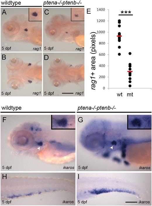 Figure 2. Differentiation arrest of lymphoid progenitors in Pten mutants. Rag1 is expressed in lymphocytes and highlights the thymus. Representative lateral and dorsal views of wild-type (A-B) and Pten mutant embryos (C-D) are shown; close-ups of the thymus in the insets. (E) Rag1+ area in wild-type and Pten mutant embryos at 5 dpf was quantified and is depicted in scatter plot; wild-type, n = 14; Pten mutant (mt), n = 11. The average rag1+ area is highlighted with a red bar and is significantly reduced in Pten mutants (P < .001, 2-tailed t test). (F-I) Ikaros was used as a marker for lymphoid progenitors in 5-dpf wild-type (F,H) and Pten mutant embryos (G,I) in the thymus and CHT, respectively; thymus is indicated with arrowhead. Representative embryos are depicted with anterior to the left. Scale bars in panels D and I represent 200 µm. wt, wild type.