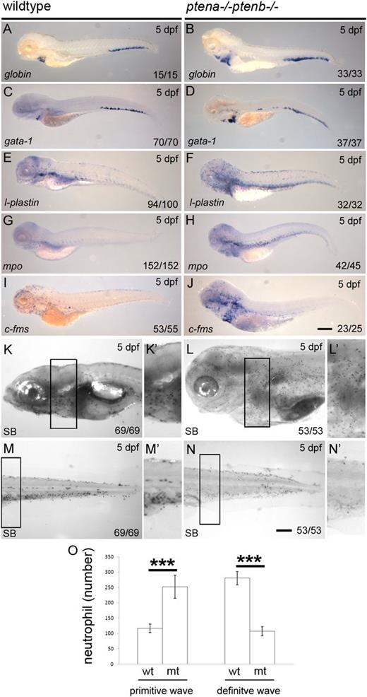 Figure 3. Enhanced numbers of progenitors and arrest of neutrophil differentiation in Pten mutants. A panel of in situ hybridization markers for blood lineages was used on 5 dpf wild-type and Pten mutant (ptena−/−ptenb−/−) embryos: (A-B) Globin and (C-D) gata1, both indicative of erythroblasts; (E-F) l-plastin, marking lymphocytes, macrophages, and neutrophils; (G-H) mpo, indicating neutrophils; (I-J) c-fms, indicative of macrophages. (K-N) At 5 dpf, SB staining was used to assess the number of mature neutrophils in various parts of the embryo. Panels K′-N′ represent magnifications of the boxed areas in the corresponding panels. (O) SB+ cells were counted in the head and yolk sac (mainly the primitive wave) and in the trunk, tail, and CHT region (mainly the definitive wave) as indicated in supplemental Figure 2. The results are expressed as average number of cells per embryo with the error bars indicating SEM; wild type, n = 6, ptena−/−ptenb−/− (n = 7). Normal distribution of data points was assessed with the Shapiro-Wilk test. Statistical comparison of groups was performed by the 2-tailed t test. *P < .05, **P < .01, ***P < .001 as indicated. Representative embryos are depicted; scale bars in panel J (200 µm) and N (100 µm) are representative for panels A-J, respectively, panels K-N. wt, wild type; mt, Pten mutant.