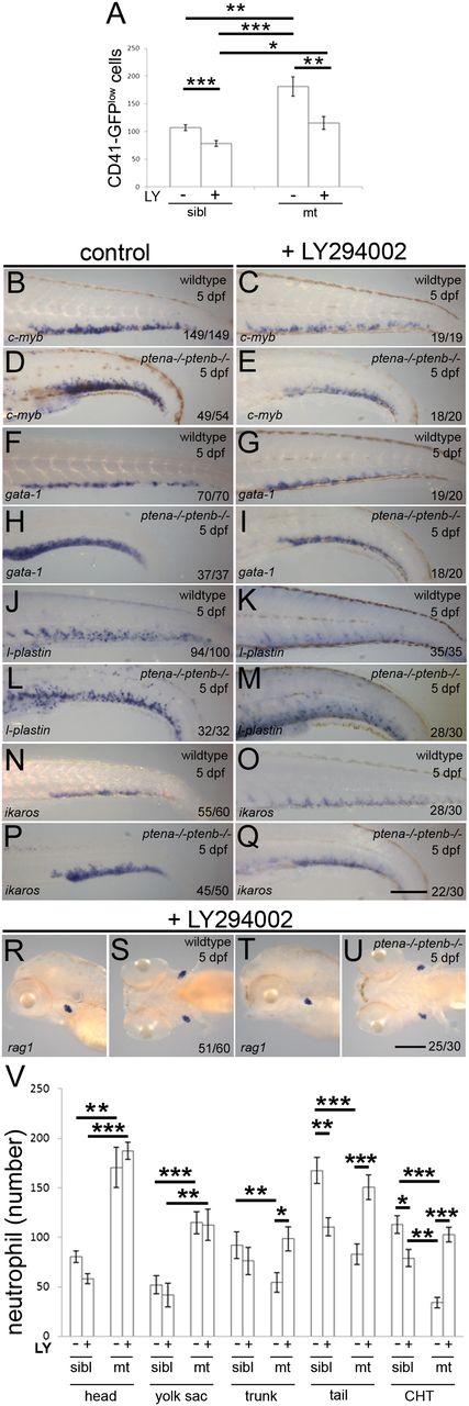 Figure 4. Inhibition of PI3K signaling suppressed enhanced proliferation and released differentiation arrest in Pten mutants. Embryos were treated with 4μM LY294002 or DMSO (control) from 82 hpf onward. (A) The CHTs of sibling (sibl) and Pten mutant (mt) embryos in Tg(cd41:eGFP) background were imaged. The number of HSPCs (GFPlow) were counted in the whole CHT at 4 dpf (sibling, n = 14; sibling LY294002 treated, n = 10; ptena−/−ptenb−/−, n = 10; ptena−/−ptenb−/− LY294002 treated, n = 9). Results are expressed as the average number of cells per CHT and error bars indicate SEM. Normal distribution of data points was assessed with the Shapiro-Wilk test. Statistical comparisons of groups were performed by the 2-tailed t test, respectively, with the Mann-Whitney U test. *P < .05, **P < .01, ***P < .001 vs control. (B-U) In situ hybridization markers for blood lineages were used on 5-dpf wild-type and Pten mutant (ptena−/−ptenb−/−) embryos: (B-E) c-myb is expressed in HSPCs; (F-I) gata-1, indicative of erythroblasts; (J-M) l-plastin, marking lymphocytes, macrophages, and neutrophils; (N-Q) ikaros, indicating lymphoblasts and (R-U) rag1, expressed in lymphocytes. Representative embryos are depicted; scale bars in panels Q and U (200 µm) are representative for panels B-U. (V) At 5 dpf, SB staining was used to assess the number of neutrophils in various parts of the embryo. SB+ cells in control (−, n = 10) and LY294002-treated (+, n = 16) siblings (sibl) and control (−, n = 11) and LY294002-treated (+, n = 17) Pten mutant (mt) embryos were counted in various parts of the embryo as indicated in supplemental Figure 2 and the results are expressed as average number of cells per embryo with the error bars indicating SEM. Normal distribution of data points was assessed with the Shapiro-Wilk test. Statistical comparison of groups was performed by the 2-tailed t test. *P < .05, **P < .01, ***P < .001 as indicated.