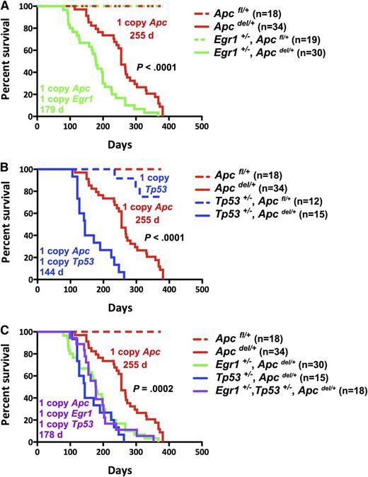 Figure 1. Loss of 1 Allele of Egr1, Tp53, or both genes equally accelerates Apc del/+-induced fatal anemia. Kaplan-Meier survival curve of Apcfl/+ control mice and Apcdel/+mice, crossed with Egr1+/− (A), Tp53+/− (B), or Egr1+/− and Tp53+/− (C). Percent survival (time to sacrifice of moribund animals) is plotted vs time in days, post-pIpC treatment (to induce Apc deletion). The number of mice in each cohort is shown. Egr1+/−, Apcdel/+; Tp53+/−, Apcdel/+; and Egr1+/−, Tp53+/−, Apcdel/+ mice all had significantly decreased survival compared with Apcdel/+ mice (P < .0001). The deletion of a single allele of Apc was induced in Mx1-Cre+Apcfl/+ mice treated with 3 doses of pI-pC, referred to as Apcdel/+mice. Control Mx1-Cre−Apcfl/+ mice are referred as Apcfl/+mice.