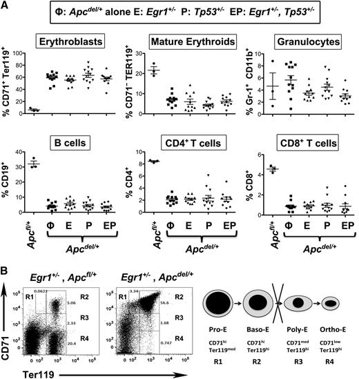 Figure 3. Anemia in all Apc haploinsufficient mice is caused by a block at an early erythroblast stage. (A) Splenocytes were isolated from Apcfl/+ control mice, Apcdel/+ mice, or Apcdel/+mice crossed with Egr1+/−(E), Tp53+/− (P), or Egr1+/−, Tp53+/− (EP), and flow cytometric analysis of immature erythroblasts (CD71+Ter119+), mature erythroid cells (CD71−Ter119+), granulocytes (Gr1+Mac1+), B cells (CD19+), and T cells (CD4+ or CD8+) was performed when mice displayed severe anemia. (B) Flow cytometric analysis of spleen cells from a representative, anemic Apc haploinsufficient mouse. The 4r erythroid cell populations from least to most differentiated are indicated as R1 to R4. R1, pro-erythroblasts; R2, basophilic erythroblasts; R3, polychromatophilic erythroblasts; R4, orthochromatophilic erythroblasts.