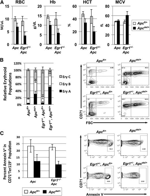 Figure 4. Anemia and block in erythropoiesis is detected earlier in Egr1+/−, Apcdel/+ double heterozygous mice compared with Apcdel/+ mice. (A) Peripheral blood counts of Apcfl/+, Apcdel/+, and Apcdel/+, Egr1+/− mice 3 months after induction. (B) Flow cytometric analysis of spleen cells isolated from mice, 3 months postinduction. Ter119high cells were analyzed using the CD71 and FSC parameters. Ery.A (Ter119highCD71highFSChigh) are basophilic, and Ery.B (Ter119highCD71highFSClow) are late basophilic and polychromatic, whereas Ery.C (Ter119highCD71lowFSClow) are orthochromatic erythroblasts and reticulocytes. A representative plot is shown on the right. Data represents the relative erythroid populations and standard error of the mean for 3 mice for each genotype. (C) The frequency of apoptosis in the R2 (CD71+Ter119+) population was measured by Annexin V staining. A representative contour plot is shown on the right. Apcdel/+ and Egr1+/−, Apcdel/+ mice consistently displayed a trend toward less apoptosis in the CD71+Ter119+ population compared with controls. For all experiments, the average and standard error of the mean of 3 mice per genotype is shown. HCT, hemocrit.