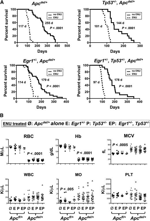 Figure 5. ENU-treated mice with Apc haploinsufficiency develop a fatal macrocytic anemia at an accelerated pace, regardless of Egr1 or Tp53 expression. (A) Kaplan-Meier survival curve of Apcdel/+mice, or mice crossed with Egr1+/−; Tp53+/−; or Egr1+/− and Tp53+/−. Mice were treated with 3 doses of pI-pC at 2 months of age, and ENU, where indicated, at 3 months. All mice treated with ENU died at a significantly faster rate (P < .0001). (B) CBC are shown for ENU-treated Apcfl/+and Apcdel/+mice or Apcdel/+mice crossed with Egr1+/−(E), Tp53+/− (P), or Egr1+/−, Tp53+/− (EP). CBCs of Apcdel/+ mice were taken at the time of sacrifice, when the mice were severely anemic and moribund. Blood counts of ENU-treated Apcfl/+ control mice were taken during a similar timeframe, but mice were not moribund. MO, monocytes; PLT, platelets; WBC, white blood cells.