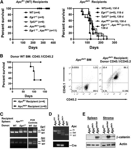 Figure 6. The fatal anemia is induced by an Apc-haploinsufficient BM microenvironment (A) Kaplan-Meier survival curve of Apcfl/+ (WT) or Apcdel/+ recipients transplanted with WT, Egr1+/; Tp53+/−; Apcdel/+; or Egr1+/−, Apcdel/+BM cells. Median survival for Apcdel/+recipients was 130, 118, 139, 130, and 139 days, respectively. All Apcfl/+and Apcdel/+mice were treated with pIpC at 2 months, and recipients were lethally irradiated and transplanted 4 weeks postinduction. (B) Kaplan-Meier survival curve of Apcfl/+ (WT) or Apcdel/+ recipients transplanted with Apc-WT (CD45.1/CD45.2) BM cells. A representative dot plot shows that Apcdel/+ BM are CD45.2+, whereas Apcdel/+ mice are reconstituted with CD45.1+ CD45.2+ BM cells. (C) PCR analysis of splenocytes isolated from Apcdel/+ recipients transplanted with WT or Egr1+/− BM cells. Analysis of Egr1 and Apc clearly indicates that splenocytes are donor-derived. A PCR control on the right indicates expected sizes of deleted and WT bands. (D) Analysis of deletion of Apc, as determined by PCR analysis of DNA from stromal cells: Apcfl/fl (Control), Apcdel/del (Apc-null), Apcdel/+(Apc-het), and WT. In the sample shown, a PCR product from the floxed Apc allele was still visible in Apcdel/del and Apcdel/+ samples, in addition to the anticipated deleted and WT bands, suggesting that deletion in stromal cells may not always occur in every cell. This is in contrast to hematopoietic cells, where the deletion occurs in all cells.10 (E) Western blot analysis of extracts from spleen cells and stromal cell cultures using β-catenin antibody and actin as a loading control. Apc deletion had occurred in virtually all cells in the stromal cells used for this analysis (not shown).