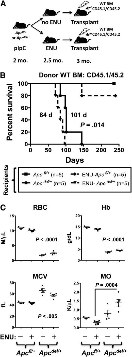 Figure 7. The fatal anemia is slightly accelerated by pretreatment of Apcdel/+ recipients with ENU. (A) A model showing that Apcfl/+and Apcdel/+ recipients (CD45.2+) were treated with pIpC at 2 months, ENU at 2.5 months (where indicated), and transplanted 4 weeks post-pIpC treatment with CD45.1/CD45.2 WT BM. (B) Kaplan-Meier survival curve of Apcfl/+ (WT) or Apcdel/+ recipients transplanted with CD45.1/CD45.2 WT BM. Recipients treated with ENU are indicated (dashed line). (C) CBC of untreated and ENU-treated Apcfl/+and Apcdel/+recipient mice. RBC, Hb, and MCV were significantly different for both untreated and ENU-treated Apcdel/+recipient mice compared with Apcfl/+-recipient controls. Monocytosis was significant only for the ENU-treated Apcdel/+ vs Apcfl/+-recipient mice. MO, monocytes.