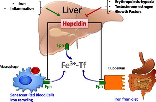 Figure 1. The liver is the major source of hepcidin production. Iron and inflammation stimulate, whereas erythropoiesis, hormones, and growth factors decrease, hepcidin production. Hepcidin downregulates ferroportin in macrophages, enterocytes, and hepatocytes, leading to decreased iron release into the serum that is subsequently bound to transferrin (Fe3+-Tf).