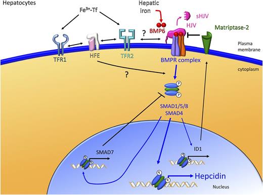 Figure 2. The liver responds to iron signals to regulate hepcidin production. Hepatic iron accumulation leads to increased BMP6 production, which is an important ligand for the HJV/BMP receptor complex on the surface of hepatocytes. The activation of the BMP signaling pathway leads to nuclear translocation of SMAD1/5/8 with SMAD4 and subsequent activation of hepcidin transcription. Circulating iron–bound transferrin (Fe3+-Tf) also stimulates hepcidin production by activating the BMP/HJV/SMAD signaling pathway. However, the exact details of the necessary and sufficient interactions of iron-bound transferrin with transferrin receptor 1 (TFR1), transferrin receptor 2 (TFR2), and HFE at the surface of hepatocytes to stimulate hepcidin expression are still unknown. Other modulators such as matriptase-2 are important for regulating iron-induced signals that affect hepcidin production.