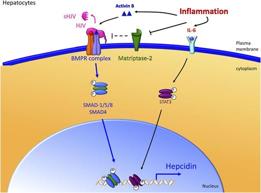 Figure 3. The liver responds to inflammatory signals to regulate hepcidin production. Inflammatory signals such as IL-6 and Activin B stimulate the production of hepcidin by the liver. IL-6 increases phospho-STAT3 levels and subsequently stimulates transcription of hepcidin. Activin B may stimulate the BMP receptor complex directly. Matriptase-2 may also regulate inflammatory stimulation of hepcidin. Importantly, the proximal BMP-responsive element in the hepcidin promoter is necessary for the full effect of STAT-3 stimulation on hepcidin transcription.
