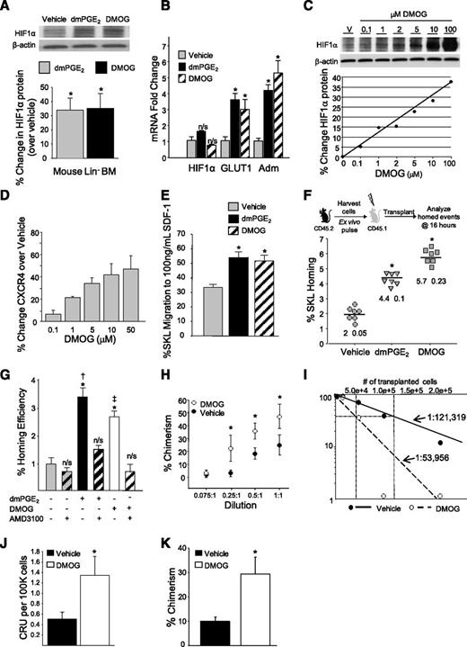 Figure 1. PGE2 increases HIF1α protein and downstream responsive genes. (A) (Top) Representative blot of HIF1α protein 4 hours after treatment with vehicle, 1 µM of dmPGE2, or 5 µM of DMOG. (Bottom) Densitometry analysis of HIF1α protein expression in mouse lineageneg BMCs treated with vehicle, dmPGE2, or DMOG. Data are expressed as X ± standard error of the mean (SEM) percent change in protein levels over vehicle control from 3 separate experiments. (B) Expression of HIF1 responsive genes in mouse lineageneg BMCs after treatment with dmPGE2 and DMOG as determined by quantitative reverse-transcription polymerase chain reaction. Data are X ± SEM, N = 3 experiments. *P < .05. (C) (Top) Dose-response blot of HIF1α protein 4 hours after treatment with vehicle or DMOG. (Bottom) Densitometry analysis of HIF1α protein expression in mouse lineageneg BMC. (D) Dose response of CXCR4 on SKL cells treated with vehicle or DMOG. Lineageneg BMCs were treated with DMOG for 2 hours at 37°C, washed, and incubated in RPMI with 10% heat-inactivated fetal calf serum for 16 hours. CXCR4 expression on LSK-gated cells was analyzed by flow cytometry. (E) In vitro transwell migration of murine SKL cells. One million lineageneg BMCs were treated with vehicle, dmPGE2, or DMOG. Cells were assayed for the ability to migrate to 100 ng/mL recombinant murine SDF-1 for 4 hours at 37°C. Data are expressed as X ± SEM, N = 9. (F) BMCs from CD45.1 mice were treated with vehicle, 1 µM of dmPGE2, or 5 µM of DMOG and 1 × 106 treated lineageneg cells transplanted into lethally irradiated CD45.2 mice. At 16 hours later, BM was analyzed for homed SKL cells. Data are represented as X ± SEM from 2 separate experiments (N = 4-5 mice/group/experiment, each assayed individually). (G) Similar homing experiment with or without the addition of AMD3100 10 minutes before transplantation. Data are represented as X ± SEM from 2 separate experiments (N = 4-5 mice/group/experiment, each assayed individually) *P < .05. (H) Percent contribution (chimerism) and (I) frequency analysis for DMOG determined by Poisson statistics using LCALC software. Vehicle P0= 121 319 and DMOG P0= 53 956. (J) Competitive repopulating units of DMOG and vehicle-treated cells in peripheral blood 6 months after transplant. Data are represented as X ± SEM from 2 pooled experiments (N = 5 mice/group/experiment, each assayed individually). (K) Secondary transplant percent chimerism at 6 months after transplant (N = 6 mice/group each assayed individually). *P < .05.