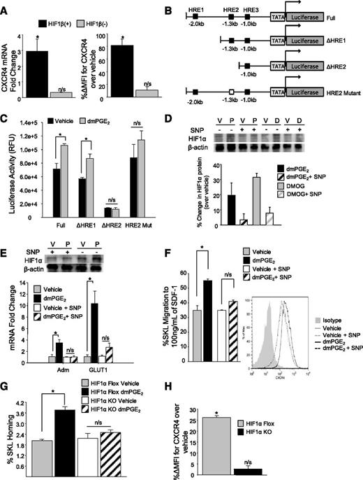 Figure 2. HIF1α transcriptional activity is necessary for PGE2-induced CXCR4 upregulation. (A) (Left) CXCR4 cell surface expression (X ± SEM; N = 3 experiments) on HIF1β (−) and HIF1β (+) cells 24 hours after treatment with dmPGE2. CXCR4 cell surface expression was determined by flow cytometry. Data are expressed as percent change in mean fluorescence intensity of CXCR4 over vehicle. *P < .05. (Right) CXCR4 cell surface expression (X ± SEM; N = 3 experiments) in HIF1β (−) and HIF1β (+) cells 2 hours after treatment with vehicle or dmPGE2 determined by quantitative reverse-transcription polymerase chain reaction. (B) Schematic of pGL2b luciferase reporter constructs containing various regions of the murine CXCR4 promoter. (C) In vitro Luciferase reporter assay. 293T cells were transfected with either full-length CXCR4 promoter constructs containing all HREs (Full), truncated constructs containing 1 HRE (ΔHRE1) or 2 HREs (ΔHRE2), or a mutated 1.3 kb of HRE (HRE 2 Mut). After 24 hours, cells were split equally and treated with either vehicle or dmPGE2 for 16 hours at 37°C. Luciferase activity was measured using the Firefly Luciferase assay kit (Promega). Data are represented as X ± SEM from 2 separate experiments (N = 6). *P < .05. (D) (Top) Representative blot of HIF1α protein 4 hours after treatment with vehicle, dmPGE2, or DMOG, with or without the addition of SNP. (Bottom) Densitometry analysis of HIF1α protein expression in mouse lineageneg BMCs treated with vehicle, dmPGE2, or DMOG, with or without the addition of SNP. Data are expressed as X ± standard deviation percent change in protein levels over vehicle control from 2 separate experiments. (E) Expression of HIF1 responsive genes after treatment with vehicle or dmPGE2 with or without SNP. Data are expressed as X ± SEM, N = 3 experiments. (F) (Left) In vitro transwell migration of murine SKL cells to 100 ng/mL of SDF-1. Lineageneg cells were treated with vehicle or 1 µM of dmPGE2 with or without 100 µM of SNP for 2 hours at 37°C. Data are expressed as mean ± SEM, N = 3 experiments. *P < .05. (Right) Representative fluorescence-activated cell sorter histogram showing CXCR4 expression on SKL cells compared with isotype control. (G) In vivo homing of HIF1α KO cells. BMCs from conditional HIF1α KO or floxed control (CD45.2) mice were treated with vehicle or dmPGE2, and 1 × 106 treated lineageneg cells were transplanted into lethally irradiated BoyJ (CD45.1) mice. At 16 hours later, BM was analyzed for homed SKL cells. Data are represented as X ± SEM from 1 experiment (N = 4-5 mice/group/experiment, each assayed individually). (H) CXCR4 expression (X ± SEM) on HIF1α KO and HIF1α Floxed SKL cells after treatment with dmPGE2. N = 3 mice/group, each assayed individually. *P < .05.