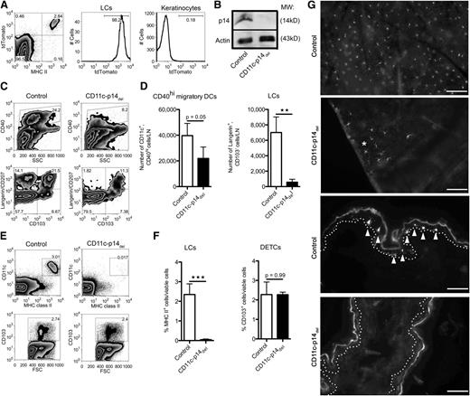 Figure 1. Adult CD11c-p14del mice lack epidermal LCs in the skin and draining LNs. (A) LC-specific expression of Cre in the epidermis. Epidermal cells derived from CD11c-Cre/p14wt/fl (control) mice, crossed to Rosa26-tdTomato reporter mice, were analyzed for the expression of the reporter molecule tdTomato in LCs (MHC II+) and keratinocytes (MHC IIneg). One representative mouse of 3 is depicted. (B) p14 protein expression in splenic DCs obtained from CD11c-p14del and heterozygous control mice. One representative of 2 experiments is shown (n = 2 mice per group). (C-D) Analysis of migratory DCs in the skin-draining LNs. Cells were pre-gated for viable CD11c+ cells. One representative mouse of 4 is shown in panel C; combined data from at least 4 individually analyzed mice per genotype are given in panel D. (E-F) Epidermal cells from adult CD11c-p14del and control mice were analyzed for the presence of LCs (CD11c+MHC II+) and DETCs (here identified by their CD103 expression). One representative of 4 mice in panel E; combined data from 4 individually analyzed mice per genotype in panel F. (G) Immunofluorescence staining of epidermal sheets (2 top panels) and cryostat sections of whole ear skin (two bottom panels) prepared from CD11c-p14del and control mice. LCs were stained for MHC II (arrows, basal lamina: dotted line). CD11c-p14del mice completely lack the LC network, except for very few residual LCs (*Patch of LCs). Scale bar for epidermal sheets: 100 µm; for sections: 50 µm. *P < .05; **P < .01; ***P < .001.