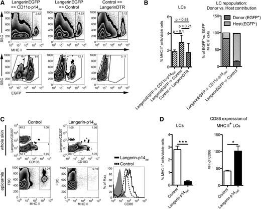 Figure 2. Loss of LCs is due to the LC-intrinsic ablation of p14. (A-B) Analysis of epidermal cells for repopulation of LCs 20 weeks after BM transfer. Reconstitution of CD11c-p14del mice with BM from LangerinEGFP mice results in a MHC II+ LC population consisting mainly of donor EGFP+ BM cells (LangerinEGFP→CD11c-p14del). This is comparable to the control approach, in which BM from control mice was transferred into LC-depleted LangerinDTR mice (Control→LangerinDTR). LangerinEGFP BM transfer into control mice yields an MHC II+ LC population of mostly recipient origin, that is, EGFPneg (LangerinEGFP→Control). One representative mouse for each BM chimera in panel A (n = 2); combined data from 3 individually analyzed mice per group in panel B. (C-D) Analysis of adult Langerin-p14del and control mice for the presence and maturation status of LCs in whole skin (pre-gated for viable CD11c+ cells) and epidermis (gated for viable cells only). Histogram: isotype, gray filled; control, dotted line; Langerin-p14del, black line. One representative mouse in panel C (n = 3); combined data (corresponding to epidermal cell analysis) from 4 individually analyzed mice per genotype in panel D. *P < .05, **P < .01, ***P < .001.