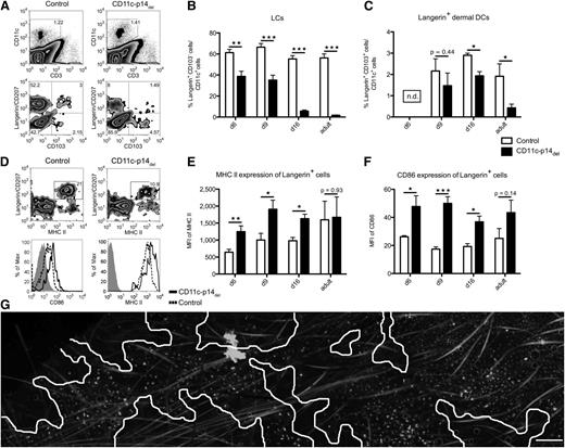 Figure 3. CD11c-specific depletion of p14 leads to a decrease of LCs in neonatal mice and maturation of langerin+ cells. (A-B) Analysis of neonatal whole skin at defined time points after birth. Cells were pre-gated on viable CD11c+ cells. One representative experiment of a 16-day-old neonatal mouse in panel A (n = 5); combined data from at least 6 individually analyzed mice per genotype in panels B and C. (D-F) Increased maturation of p14-deficient, langerin+ skin DCs. Whole-skin cells were pre-gated for viable CD11c+ cells. Histograms show the expression of CD86 and MHC II on langerin+ cells (isotype, gray filled; control, dotted line; CD11c-p14del, black line). One representative experiment of a 9-day-old neonatal mouse in panel D (n = 5); combined data from 5 individually analyzed mice per genotype in panels E and F. (G) MHC II immunofluorescence staining of epidermal sheets of a 16-day-old CD11c-p14del mouse, illustrating the disrupted LC network. Skin areas devoid of LCs are indicated with white lines. Scale bar: 200 µm. *P < .05, **P < .01, ***P < .001.