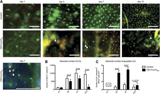 Figure 4. CD11c-specific depletion of p14 leads to increased LC apoptosis. (A) Epidermal sheets of control and CD11c-p14del mice were obtained on postnatal days 1, 4, 7 from abdominal skin and on day 15 from ear skin. LCs were stained for MHC II (green fluorescence) and the apoptosis marker active caspase-3 (red fluorescence, arrowheads). Scale bar: 50 µm. (B-C) Enumeration of total and apoptotic LCs at indicated time points after birth. Fifteen pictures of randomly chosen areas were recorded and the total number of MHC II+ LCs as well as the number of MHC II and active caspase-3 double-positive apoptotic LCs per mm2 was determined. The number of apoptotic LCs on day 1 after birth could not be determined (n.d.) because too few LCs were present. Combined data from 3 individually analyzed mice per genotype and time point are presented. ***P < .001.