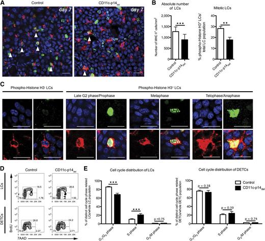 Figure 5. CD11c-specific depletion of p14 inhibits mitosis of LCs. (A-B) Quantification of total and mitotic LCs of 7-day-old CD11c-p14del and control mice. LCs are stained for MHC II (red fluorescence) and phospho-Histone H3 (green fluorescence). Fifteen pictures of randomly chosen areas were recorded and the total number of LCs per mm2, as well as the proportions of mitotic LCs (arrowheads), were quantified. Combined data from 3 to 4 mice per genotype are depicted in panel B. Scale bar: 20 µm. (C) Staining patterns of phospho-Histone H3 allow identification of mitotic phases: late G2 or prophase, metaphase, and telophase/cytokinesis. All stages of mitotic LCs were found both in CD11c-p14del and in control mice. Examples shown here are from control mice. (D-E) LC cell-cycle distribution based on BrdU/7AAD incorporation on day 8 after birth. MHC II+ LCs and CD3+ DETCs were analyzed for intercalation of BrdU and 7AAD and further divided into 3 cell-cycle phases: G1/G0: BrdUneg7AADlow; S: BrdU+7AADlow-high; G2/M: BrdUneg7AADhigh. One representative experiment of an 8-day-old neonatal mouse in panel D (n = 5); combined data from 8 individually analyzed mice per genotype in panel E. **P < .01, ***P < .001.