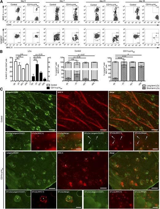 Figure 6. CD11c-specific depletion of p14 leads to the recruitment of short-term LCs but not long-term LCs to inflamed skin. (A-B) Analysis of the total LC population (MHC II+ cells in the epidermus) on day 0 (ie, untreated) as well as 7, 21, and 35 days after TNCB treatment. The proportions of short-term LCs (MHC II+ langerinneg cells) and long-term LCs (MHC II+ langerin+ cells) were determined for each time point. One representative experiment of each genotype and time point is shown in panel A; combined data from at least 4 individually analyzed mice per genotype and time point in panel B. (C) Immunofluorescence microscopy analysis of long-term– and short-term–LCs (arrows) in situ, 7 days after TNCB treatment. LCs were stained for langerin (green fluorescence) and MHC II (red fluorescence). *Hair follicles. One representative mouse of 3 mice per genotype is shown in panel C. Scale bar: 200 µm for lower magnification, 50 µm for higher magnification pictures. *P < .05, **P < .01, ***P < .001. LT-LC, long-term LC; ST-LC, short-term LC.