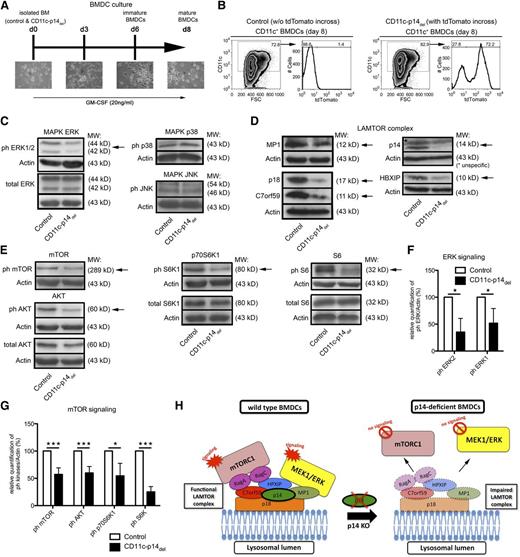 Figure 7. CD11c-specific depletion of p14 leads to reduced expression of the LAMTOR complex and impairs ERK and mTORC1 signaling. (A) Scheme of BMDC culture, derived from CD11c-p14del and control mice. (B) Analysis of the percentage of CD11c+ BMDCs as well as their tdTomato expression on day 8 of CD11c-p14del and control BM culture. One representative experiment of 2 is shown. (C,F) Analysis of phosphorylation and subsequent quantification of the MAPK effector kinases ERK1 and 2, JNK, and p38 in CD11c+ BMDCs derived from CD11c-p14del and control BMDCs. (D) Expression analysis of LAMTOR complex proteins: p18, MP1, p14, HPXIP, and C7orf59 in CD11c+ BMDCs derived from CD11c-p14del and control BMDCs. (E-F) Analysis of phosphorylation and subsequent quantification of the mTOR pathway related molecules AKT, mTOR, p70S6K1, and S6 kinase in CD11c+ BMDCs, derived from CD11c-p14del and control BMDCs. One representative experiment of 3 is shown in panels C-E. Combined data from 3 to 4 individually analyzed mice per genotype are depicted in panels F and G. (H) Scheme of LAMTOR complex disruption caused by loss of p14, which leads to malfunction of the ERK and mTOR pathway in p14-deficient DCs. *P < .05, **P < .01, ***P < .001.