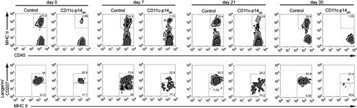 Hapten application to skin recruits monocyte-derived LC precursors to epidermis. Flow cytometry analysis of epidermis 7 days after 2,4,6-trinitro-1-chlorobenzene application in WT or CD11c-p14del mice reveals the recruitment of CD45+MHC II+ cells into epidermis. In CD11c-p14del epidermis, although a subset of recruited cells acquires langerin expression to become short-term LCs, the major fraction remains langerin-negative suggesting that monocyte-to-LC differentiation is arrested at the pre-LC stage. Thus, together with the authors’ in situ and in vitro data, in the absence of p14, short-term LCs appear not to proliferate and rather, undergo apoptosis, failing to establish LC networks. Long-term LCs also fail to prevail. See Figure 6A in the article by Sparber et al that begins on page 217.
