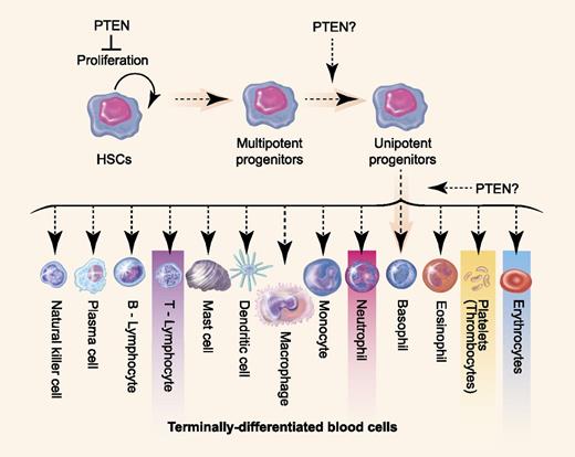 Multiple roles for PTEN in normal blood cell development. PTEN loss would lead to elevated HSC proliferation and to differentiation arrest in lineage-committed progenitor cells. Pten loss leads to reduced numbers of mature erythrocytes, thrombocytes, neutrophils, and thymocytes in the zebrafish model (denoted by boxes). Professional illustration by Paulette Dennis.