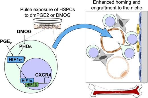 Scheme depicting the effect of HIF1α on HSPC trafficking during transplantation. Ex vivo treatment of HSPCs with PGE2 or hypoxia-inducible factor prolyl-hydroxylase inhibitor (DMOG) stabilizes HIF1α protein. Stabilized HIF1α translocates to the nucleus with the oxygen-independent subunit HIF1β to transactivate CXCR4 expression and enhance the homing and engraftment of HSPC to the niche.
