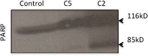 Figure 5. C5 does not activate caspase 8, 2, or 9. (A) HL60 cells were treated with 150 μg/mL C5 or 100 μg/mL C2 for 12 hours, and lysates were analyzed for caspase 8, 2, or 9 activation by fluorometric assays designed to detect cleavage of the AFC-conjugated specific substrate (IETD-AFC for caspase 8, VDVAD-AFC for caspase 2, and LEHD-AFC for caspase 9), as described in Materials and methods. Caspase activity is expressed as fold increase (x increase) over the activity obtained in untreated cells, shown here as 1 X. (B) Lysates obtained from C5- and C2-treated HL60 cells were also analyzed by SDS-PAGE and western blotting for cleavage of PARP (85-kd fragment) using a monoclonal anti-PARP antibody.