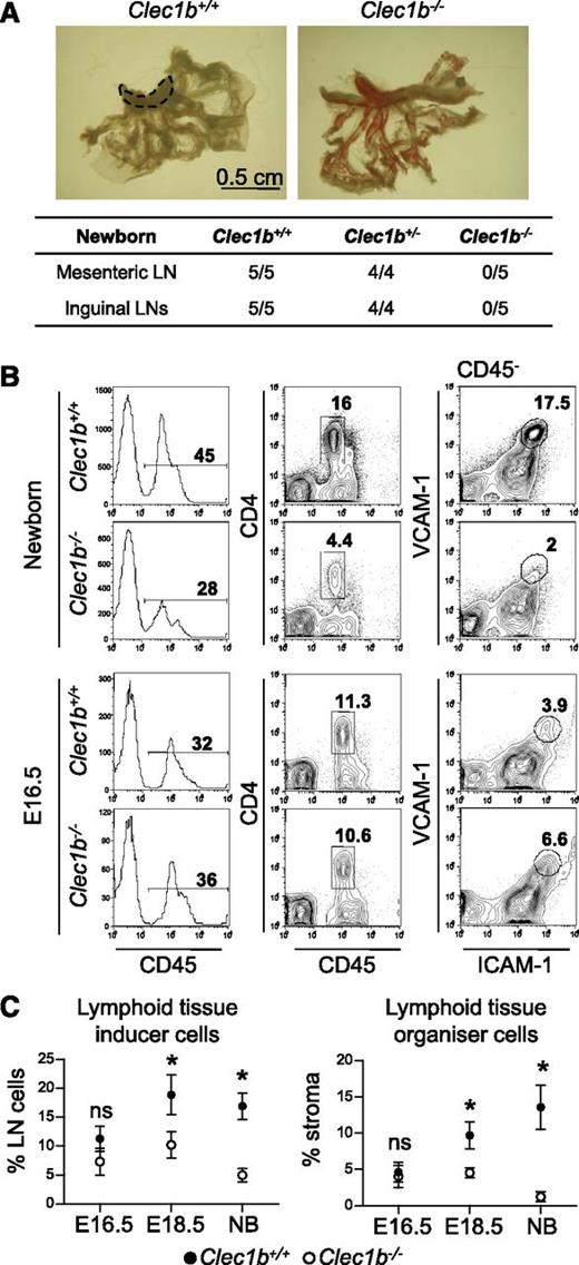 Figure 1. Impaired LN development in Clec1b−/− embryos. (A) Macroscopic observation of newborns Clec1b−/−, Clec1b+/−, and Clec1b+/+ littermates revealed the absence of inguinal and mesenteric LNs in Clec1b−/−. Fraction of the number of newborn mice with detectable LNs/number of mice sacrificed. (B) Flow cytometric analysis of mesenteric LN single-cell suspensions from Clec1b−/− and Clec1b+/+ littermates newborn and E16.5 stained with CD45, CD4, ICAM-1, and VCAM-1. Percentage of CD45+ hematopoietic cells is shown in the histogram (first column); percentages of CD45+CD4+ LTi cells (second column), and of ICAM-1highVAM-1high LTo cells, in the CD45− stromal fraction (third column) are shown in the dot plots. (C) Quantification of the recruitment of LTi cells (gated as shown in B second column) and of LTo cells in the CD45+ stromal fraction (gated as shown in B third column) in the LN anlage at E16.5, E18.5, and newborn stages. Data are representative of 3 to 5 embryos for each time point and phenotype across at least 2 independent experiments. Unpaired Student t test, *P < .05.