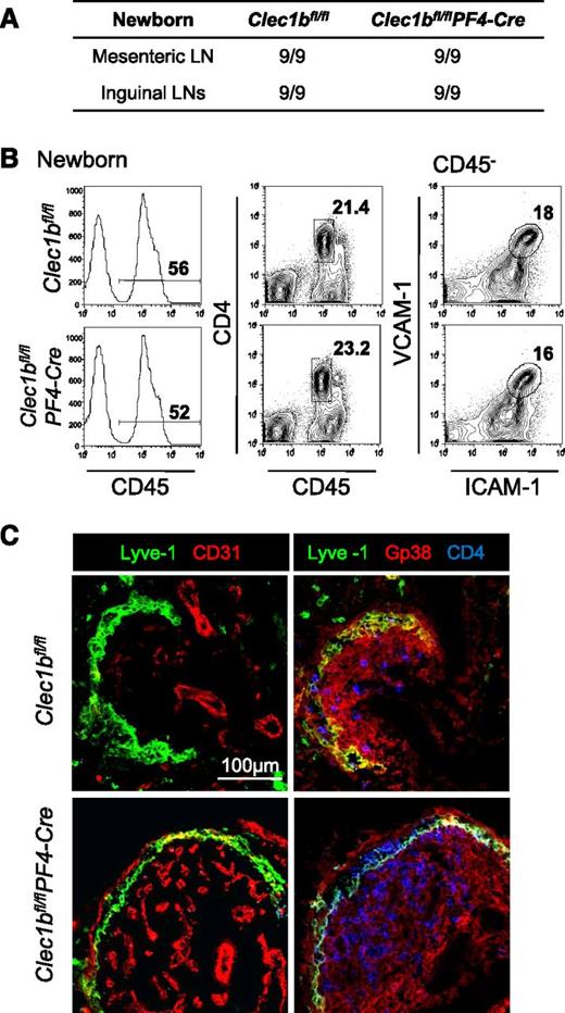 Figure 2. Normal LN development in Clec1bfl/flPF4-Cre newborns. (A) Macroscopic observation of newborns Clec1bfl/flPF4-Cre and Clec1bfl/fl littermates revealed the presence of inguinal and mesenteric LNs in Clec1bfl/flPF4-Cre newborns. Fraction of number of newborn mice with detectable LN/number of mice sacrificed. (B) Flow cytometric analysis of mesenteric LN single-cell suspensions from Clec1bfl/flPF4-Cre and Clec1bfl/fl newborn littermates stained with CD45, CD4, ICAM-1, and VCAM-1. Percentage of CD45+ hematopoietic cells is shown in the histogram; percentages of CD45+CD4+ LTi cells (second column) and of ICAM-1highVAM-1high LTo cells in the CD45− stromal fraction (third column) are shown in the dot plots. (C) Immunofluorescence staining of sections from newborn mesenteric LNs showing the CD31+ blood endothelial vasculature in red and the Lyve-1+ LECs in green forming the subcapsular sinus (first column) and the Gp38+ stromal cell compartment in red and CD4+ cells in blue (second column) in Clec1bfl/fl (upper row) and Clec1bfl/flPF4-Cre littermates (lower row).