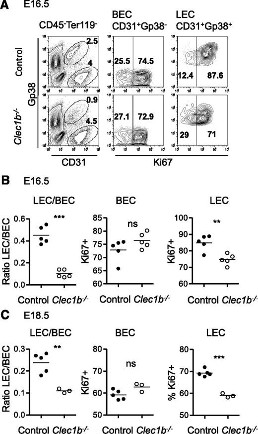 Figure 3. Impaired LEC proliferation in Clec1b−/− embryos. (A) Flow cytometric analysis of intestine single-cell suspensions from Clec1b−/− and control littermates at E16.5 stained with CD45, Ter119, Gp38, CD31, and Ki67. The percentages of CD31+Gp38− BEC and of CD31+Gp38+ LEC in the CD45−Ter119− stromal fraction are indicated in the dot plots of the first column. The percentages of Ki67+ in the BEC and LEC compartment are shown in the dot plots of the second and third columns. (B-C) Quantifications of the ratio of LEC:BEC and of the ratio of Ki67+ in the BEC and LEC compartments are shown in the first, second, and third charts at E16.5 (B) and E18.5 (C) in the intestine. Unpaired Student t test, **P < .01, ***P < .005.