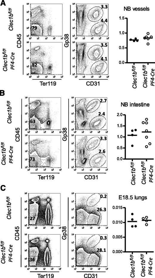 Figure 4. Normal LEC:BEC ratio in Clec1bfl/flPF4-Cre embryos and newborns. (A-C) Flow cytometric analysis of newborn mesenteric vessels (without the LNs, A), newborn intestine (B), and E18.5 lungs (C), single-cell suspensions from Clec1bfl/flPF4-Cre and Clec1bfl/fl control littermates, stained with CD45, Ter119, Gp38, and CD31. Percentages of CD31+Gp38− BEC and of CD31+Gp38+ LEC in the CD45−Ter119− stromal fraction are indicated in the dot plots of the second columns. Quantification of the ratios of LEC:BEC are shown on the charts.