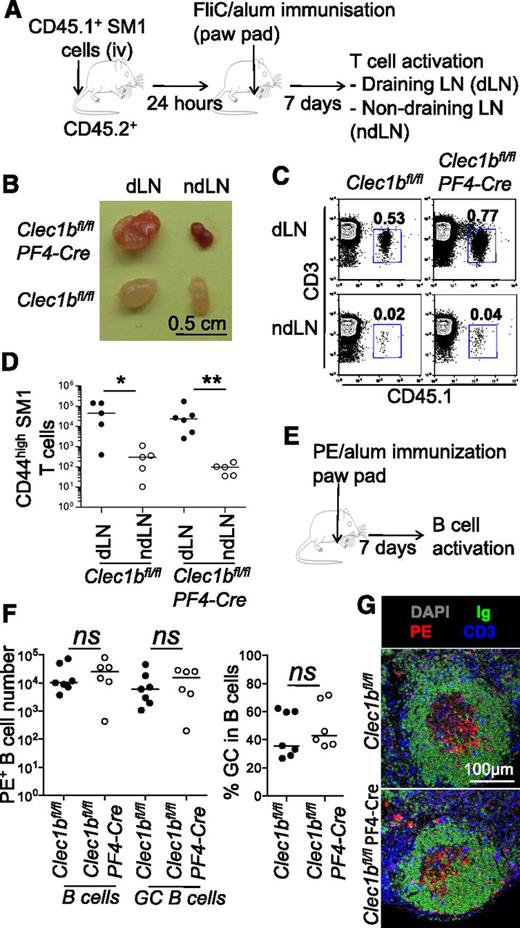 Figure 6. Normal primary immune response in Clec1b−/−PF4-Cre adult mice. (A) CD45.1+ SM1 cells (105) were transferred into CD45.2+ Clec1bfl/flPF4-Cre and Clec1bfl/fl mice, which were immunized the following day with ∼20 μg of alum-precipitated FliC peptide in the front paw pad. After 7 days, numbers of CD45.1+ SM1 T cells were analyzed in draining and nondraining contralateral brachial LNs. (B) Macroscopic appearance of draining (left) and nondraining (right) LNs from Clec1bfl/flPF4-Cre (top) and Clec1bfl/fl (bottom) littermates. (C) Flow cytometric analysis on the single-cell suspensions of the draining (first row) and nondraining (second row) brachial LNs of Clec1bfl/fl control and Clec1bfl/flPF4-Cre littermates showing CD45.1+CD3+ SM1 cells. Percentages of CD45.1+CD3+ SM1 cells are indicated in the dot plots. (D) Chart showing the number of SM1 cells in the draining and nondraining brachial LNs of Clec1bfl/flPF4-Cre and Clec1bfl/fl littermates. Two-tailed Mann-Whitney test, *P < .05, **P < .01. (E) Mice were immunized with PE cells in the front paw pad. After 7 days, numbers of PE+ B cells and GC B cells were analyzed in draining LNs. (F) Chart showing the number of PE+B220+ B cells and PE+ B220+GL7+CD38− GC B cells (left) and the percentages of GC B cells in the B-cell populations (right) in the draining brachial LNs of Clec1bfl/flPF4-Cre and Clec1bfl/fl littermates. Unpaired Student t test; ns, nonsignificant. (G) Immunofluorescence analysis of sections of the draining LNs of Clec1bfl/flPF4-Cre and Clec1bfl/fl littermates mice stained with DAPI in gray and for IgD in green, PE in red, and CD3 in blue.