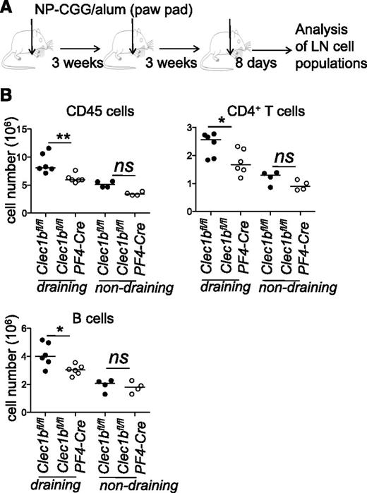 Figure 7. Defect in the recirculation of B and T cells post-reimmunization. (A) Clec1bfl/flPF4-Cre and Clec1bfl/fl mice were immunized with 10 μg of NP-CGG precipitated with alum on day 0, day 21, and day 42 in the front paw pad. (B) After 8 days, flow cytometric analysis was performed on the single-cell suspensions of the draining and nondraining brachial LNs of Clec1bfl/fl control (●) and Clec1bfl/flPF4-Cre (○) littermates, stained with CD45, CD4, CD19. Absolute numbers of CD45+ cells, CD4+ T cells, and of CD19+ B cells are indicated in the dot plots. Unpaired Student t test, *P < .05, **P < .01.
