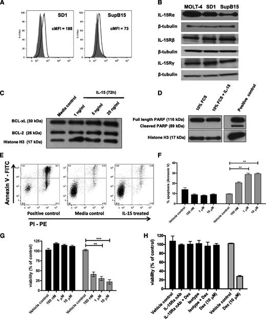 Figure 3. IL-15 has no effect on apoptosis in SD-1 cells. (A) Intracellular IL-15 protein levels in SD-1 and Sup-B15 cells, measured by flow cytometry with isotype- (shaded) and IL-15–specific antibodies (open). Corrected mean fluorescence intensity (MFI) represents MFI IL-15PE − MFI isotype control. (B) Levels of IL-15Rα, β, and γ in SD-1 and Sup-B15 cells were determined by western blot with β-tubulin as a loading control. MOLT-4 cells expressing high levels of IL-15Rα were used as a positive control. (C) Western blot for BCL-xL and BCL-2 protein expression in SD-1 cells treated with IL-15 (1, 5, and 25 ng/mL) for 72 hours. (D) PARP cleavage in SD-1 cells treated with IL-15 (25 ng/mL) for 96 hours. The positive-control lane contains SD-1 cells treated with the apoptosis-inducing agent AA2 (50 μM) for 1 hour. Histone H3 was used as loading control. (E) Annexin V-FITC and propidium iodide staining of SD-1 cells treated with (right panel) or without (central panel) 25 ng/mL IL-15 for 96 hours. The positive control shows cells exposed to AA2 (50 μM) for 1 hour (left). (F) SD-1 cells (dark bars) and the dexamethasone sensitive cell line CCRF-CEM (light bars; used as a positive control) were exposed to vehicle (0.1% EtOH) or dexamethasone (100 nM, 1 μM, or 10 μM) for 48 hours. Percentage apoptosis (sum of early and late apoptosis) of these cells was then measured using an Annexin V assay. Data represent mean ± standard error of the mean with n = 3 for each cell line. (G) SD-1 (dark bars) and CCRF-CEM cells (light bars) were exposed to similar conditions as panel C for 48 hours, and viability was assessed using an MTT assay. Data show viability (% of control) compared with untreated control. (H) MTT assay of SD-1 (dark bars) and CCRF-CEM (light bars) cells exposed to dexamethasone (Dex; 10 µM) ± IL-15Rα nAb/isotype control for 72 hours. In panels F to H, data represent mean ± standard error of the mean (n = 3) and were analyzed using a Kruskal Wallis test with Dunn’s multiple comparison test. **P < .01, ***P < .001. FCS, fetal calf serum; PE, phycoerythrin; PI, propidium iodide.