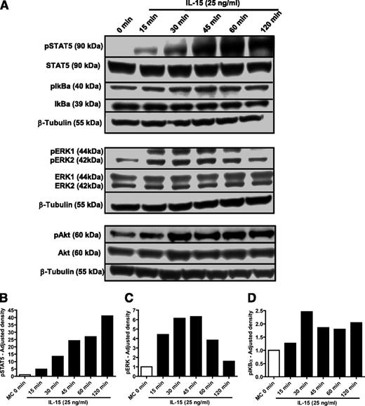 Figure 6. STAT5 and ERK1/2 signaling pathways are activated by IL-15 in SD-1 cells. (A) SD-1 cells were treated with IL-15 (25 ng/mL) for 15, 30, 45, 60, or 120 minutes. Cell lysates were analyzed by western blot using antibodies as indicated. (B) Western blot band density was analyzed via ImageJ software (National Institutes of Health) and adjusted densitometry values for phosphorylated STAT5 (pSTAT5) calculated by dividing the relative densities for pSTAT5 by the relative densities for total STAT5. (C-D) Adjusted densities values for (C) phosphorylated ERK1/2 (pERK1/2) and (D) phosphorylated IκBα (pIκBα) were calculated in a manner similar to above, except that relative densities for total ERK1/2 and IκBα were used, respectively.